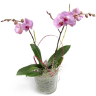 Cserepes orchidea - rózsaszín