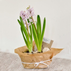 TAVASZI VIRÁG ÖSSZEÜLTETÉS - NŐNAPRA