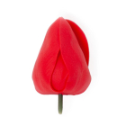 SZAPPANTULIPÁN - piros (1db)