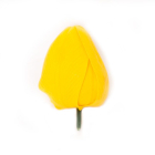 SZAPPANTULIPÁN - sárga (1db)