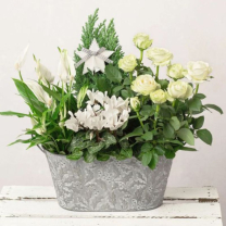 Karácsonyi szoba - növény összeültetés